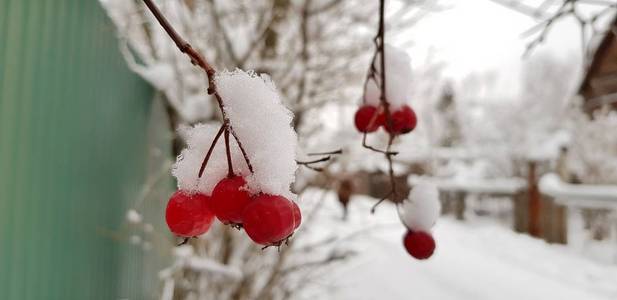 一个白雪皑皑的乡村街道上，霜冻的冬日，鲜红的山楂浆果覆盖着白雪