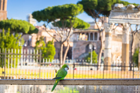 意大利罗马论坛遗址绿鹦鹉