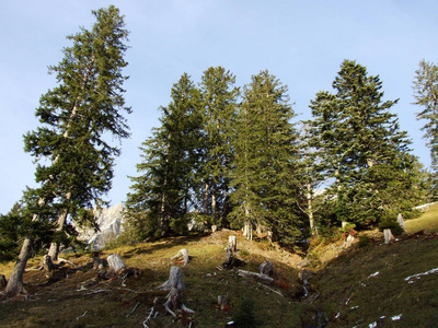 阿尔兹贝塔图片