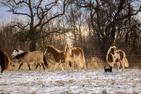 在一个寒冷阳光明媚的冬日，一群霍勒画和棕色的马站在牧场上，背景是地上的树木上，还有一只皱褶的黑狗白雪