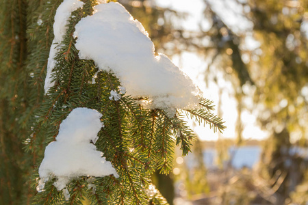 芬兰冬季森林中积雪覆盖的云杉枝和针叶