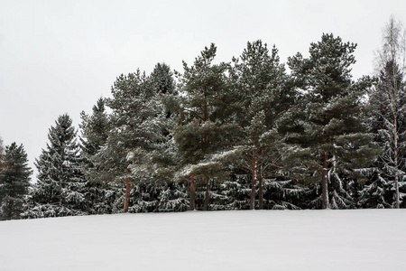 芬兰美丽的冬季雪景。