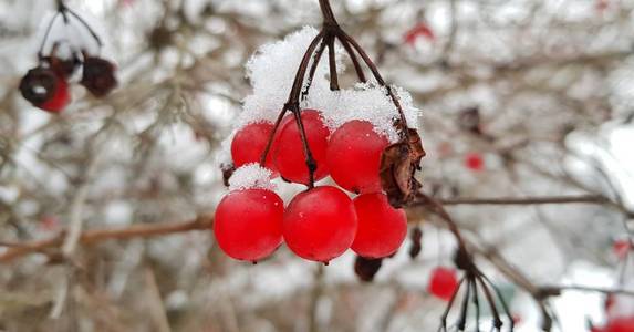 在冬季景色的映衬下，雪中闪烁着明亮的红色浆果