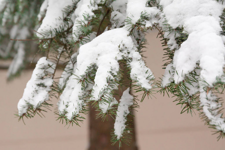 芬兰冬季森林中积雪覆盖的云杉枝和针叶