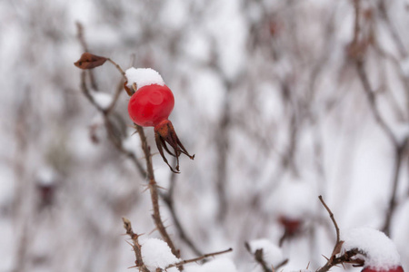 冬天的风景和雪的野生玫瑰灌木靠近