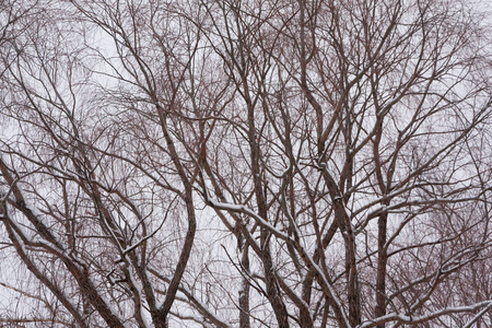 冬天天空背景上有雪的树枝。