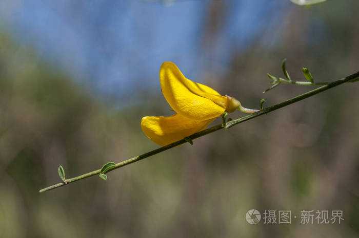 普通扫帚花 属 它是一种豆科 灌木 原产于西欧和中欧 在西班牙埃斯特雷马杜拉的caceslavera地区的minchonesstr照片 正版商用图片17hjb8 摄图新视界