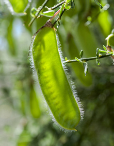 常用扫帚的果实,龙舌兰.它是一种豆科灌木,原产于西欧和中欧.