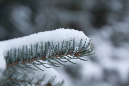 芬兰冬季森林中积雪覆盖的云杉枝和针叶