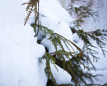 冬天的花园冻结了被雪覆盖的树枝。 冬天的心情