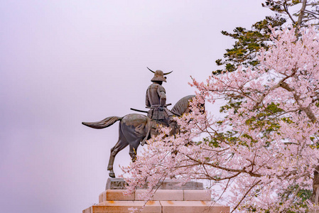 马背上的一尊法师雕像，骑马走进盛开的仙台城堡樱花山公园仙台宫城县