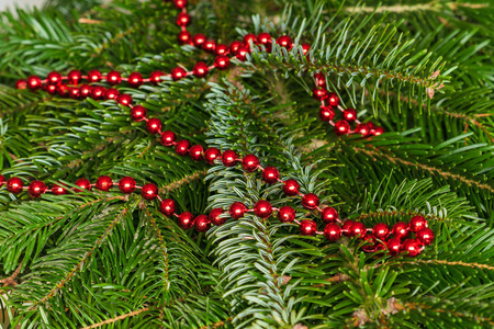 红杉枝和圣诞树灯的特写