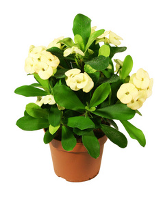 开花的植物在花盆在白色背景