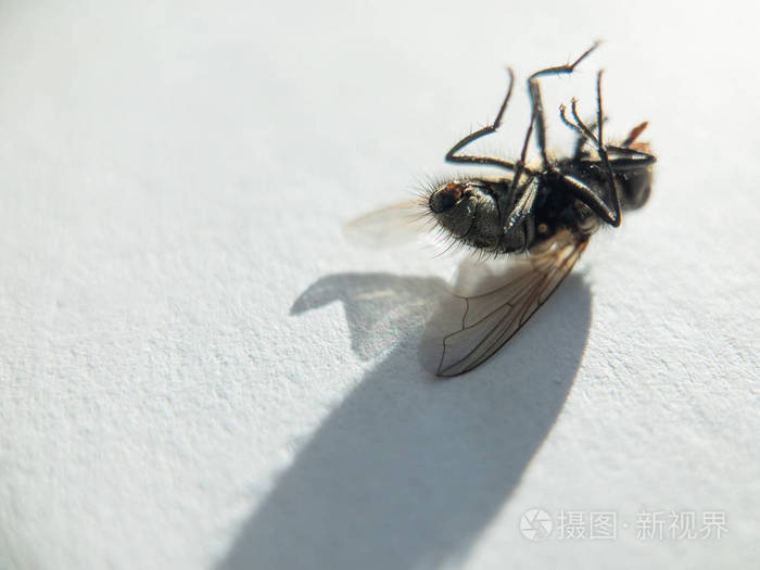 死在白色的苍蝇