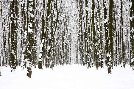 美丽的冬林和道路