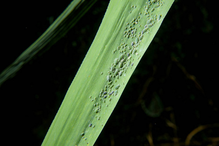 黑色背景上的玉米叶。 受蚜虫影响的绿叶。 床单上的蚜虫。 玉米片上的绿色蚜虫。 片上的蚜虫菌落。 植物叶子上的许多甲虫。