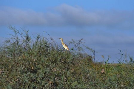 德约吉国家公园森加尔的鸟类图片