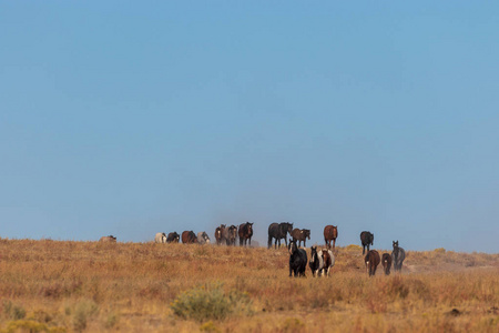 犹他州沙漠中一群美丽的野马