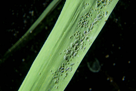 受蚜虫影响的绿叶. 床单上的蚜虫. 玉米片上的绿色蚜虫.