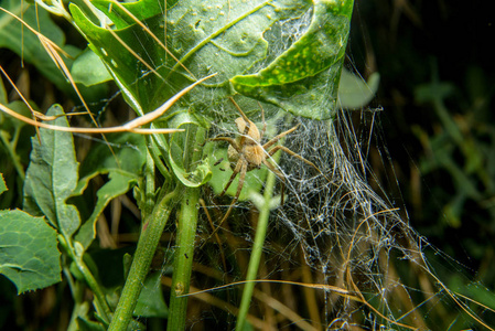 蜘蛛在网上。 蜘蛛在网里的茧里。 植物网上的红毛蜘蛛。 蜘蛛从植物的网上织出一个茧。 茧里有鸡蛋的蜘蛛。 蜘蛛网和狐狸茧中的棕色