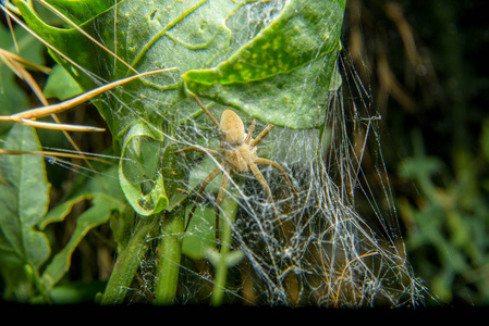 蜘蛛在网里的茧里. 植物网上的红毛蜘蛛.