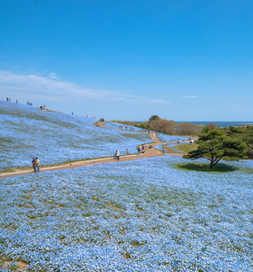 山树和果蝇小蓝眼睛花田野蓝花地毯日本自然吸引力。 日立海滨公园野崎日本。