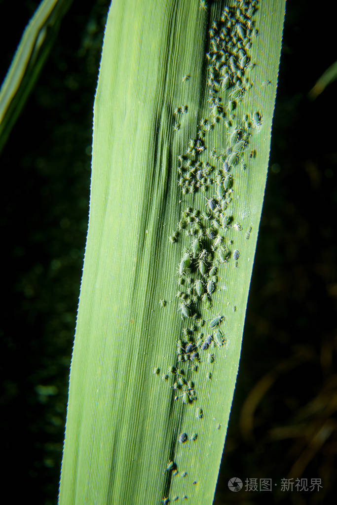 黑色背景上的玉米叶受蚜虫影响的绿叶床单上的蚜虫玉米片上的绿色蚜虫