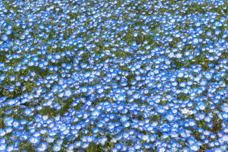 果蝇花田蓝色花毯