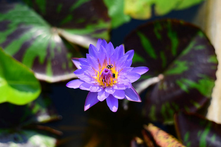 蓝莲花，睡莲，三只蜜蜂