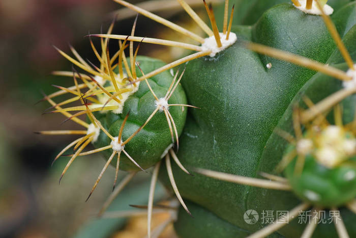 缩刺仙人掌真实图片