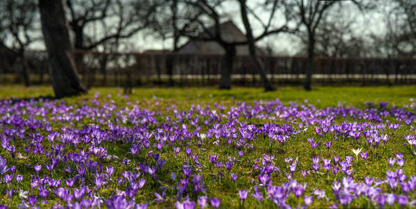 喀尔巴阡村五彩缤纷的春天景观，有盛开的番红花。 在阳光明媚的春天开紫色的花。 番红花草甸花。