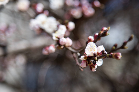 开花和许多粉红色的杏芽。 春天的花。 春天的美。