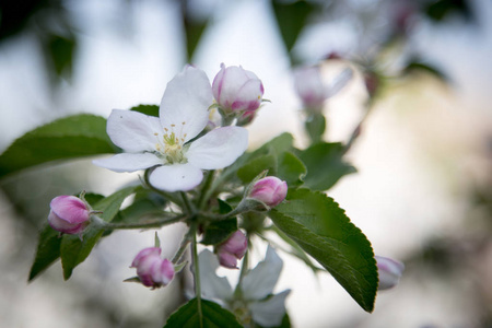 特写苹果花白花和蓝天春天的背景。