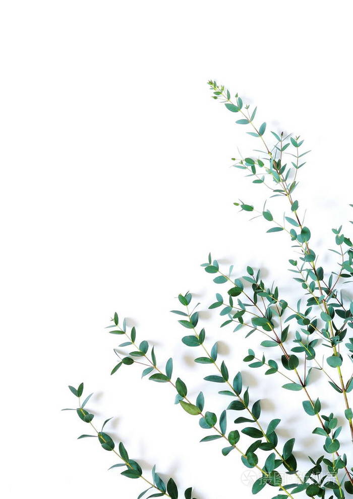 框架边界由绿色桉树枝草本植物制成,在白色背景的顶部视图上留下植物.