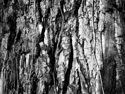 干树和活树树皮的结构。 黑白照片