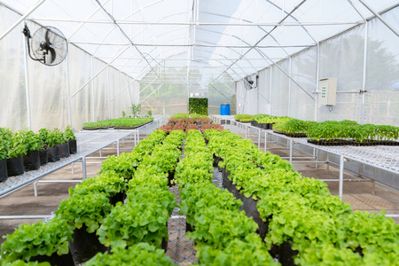 农场到市场在农场种植有机蔬菜到苗圃环境照片