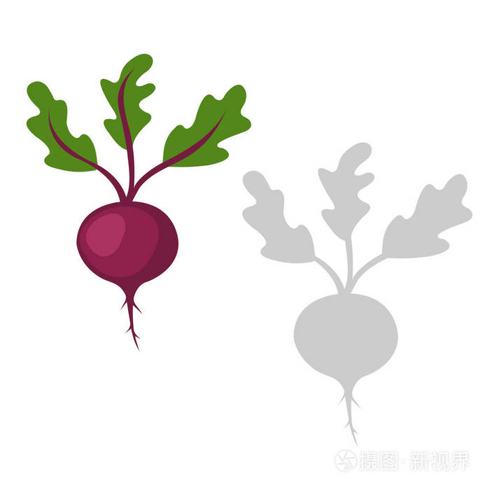 红色甜菜根蔬菜矢量插图