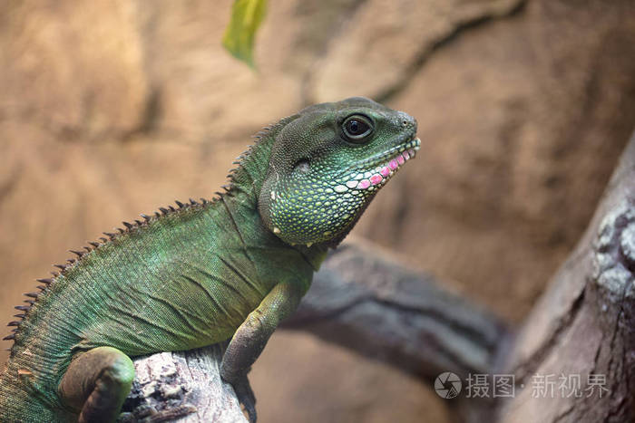 以昆虫为食的热带稀有蜥蜴. 爬行动物