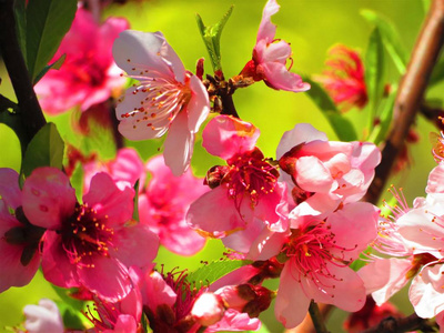 桃树的花。