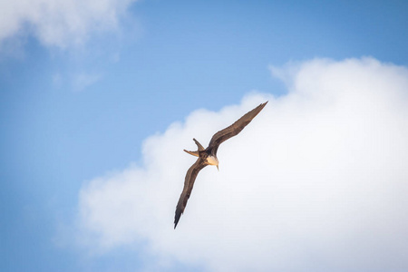雄伟的箭鸟FregataGargeens飞行费尔南多德诺罗尼亚，伯南布哥，巴西