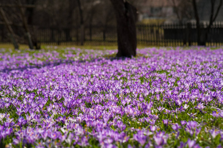 在喀尔巴阡山村庄，五颜六色的春天景观与盛开的番红花。在阳光明媚的春天里绽放紫色的花朵。鳄鱼草甸花..