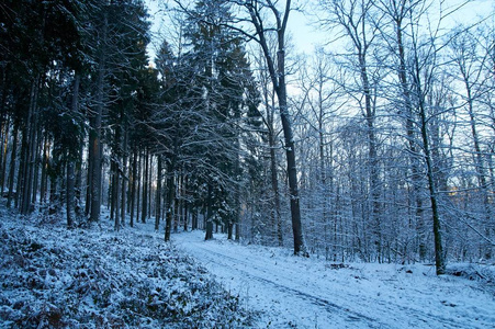 白雪覆盖，白色，冬天的树木背景上的道路离去。