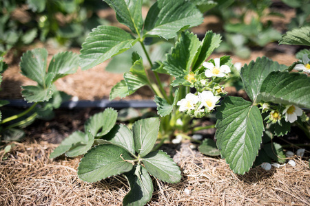 春天花园里的花坛上盛开的草莓。一种草莓幼苗，有一朵花在滴灌上