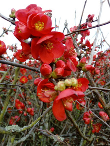 各种颜色的花，