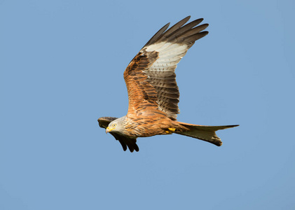 赤鸢Milvusmilvus在飞往晴朗的蓝天，英国。