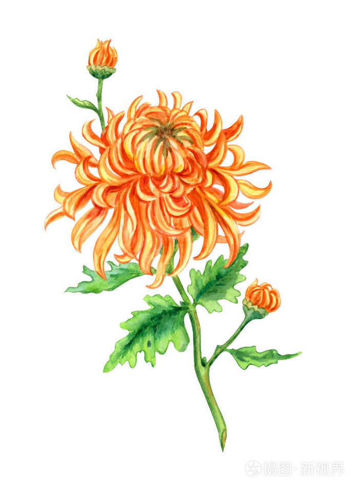 橙色菊花,白色背景上的水彩画,与剪贴路径隔离.