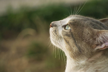 早上在猫的欧潘肖像。柔和的光线