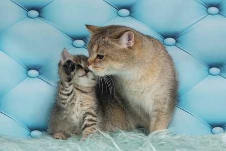 猫和她的小猫图片