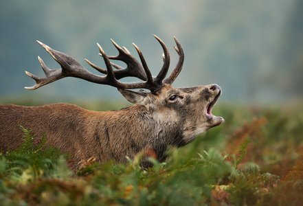 英国秋季辙叉季节，红鹿雄鹿咆哮。