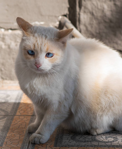 蓝眯眼睛的白街猫图片